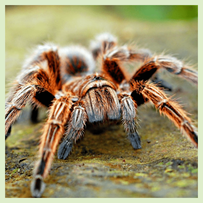 반려-거미-타란튤라