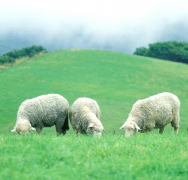 여행-평창-양-뗏목장