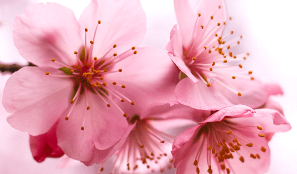 진해 축제 장소 총정리! 코스별 추천은?