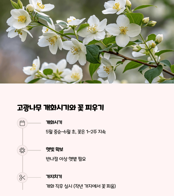 고광나무 꽃