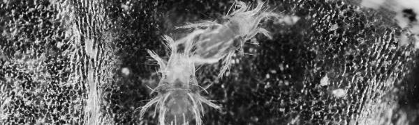 응애 사진: 성충