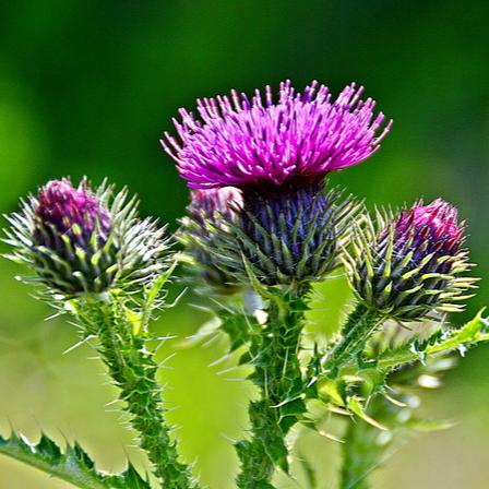 엉겅퀴 효능 복용법