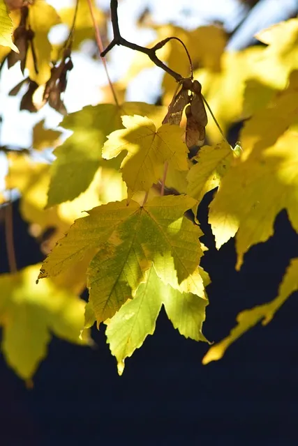 화분 노랗게 변함 원인 영양부족 과습해결 비료주기 조절 방법_6
