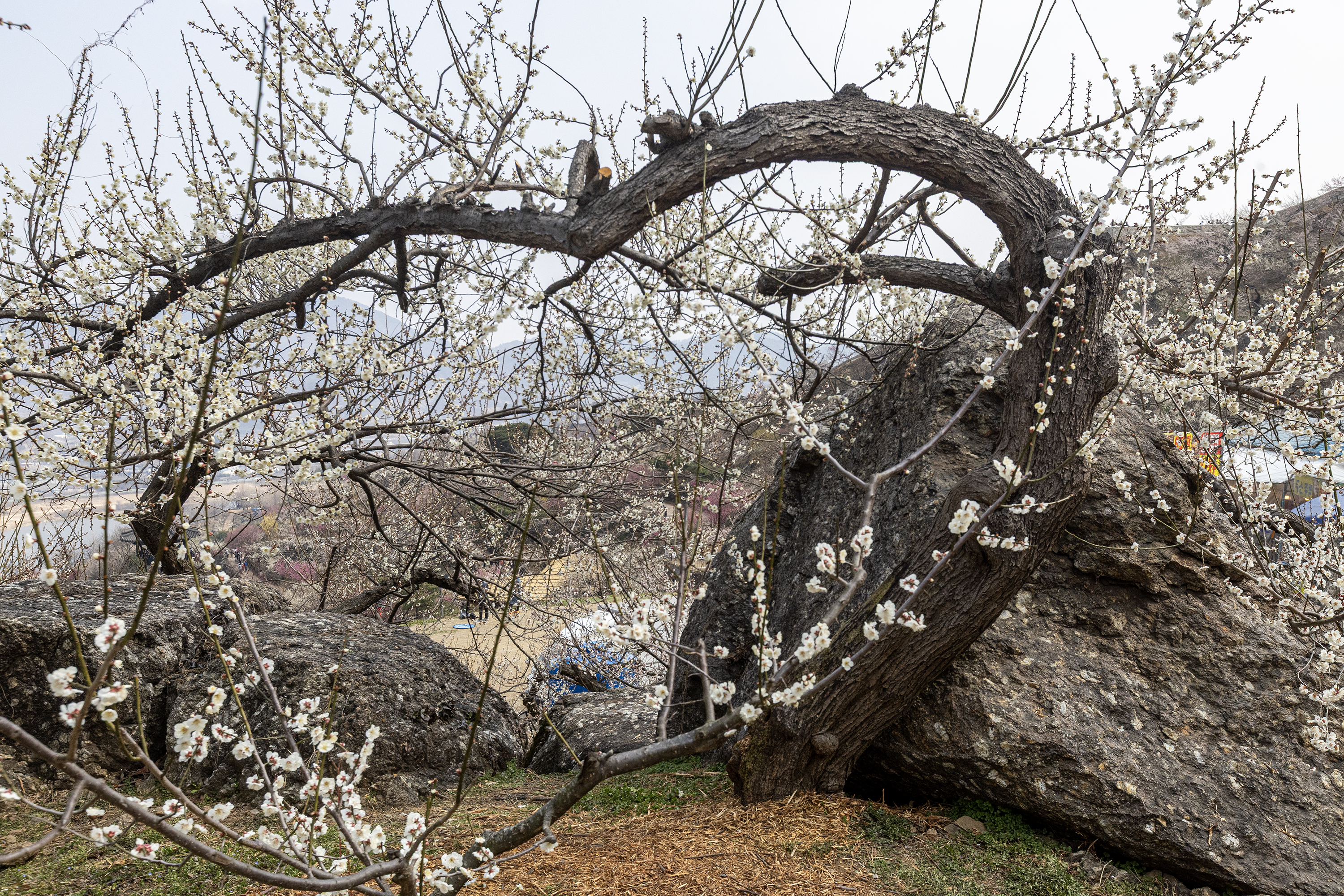 광양 청매실농원 수백 년 된 매화 고목 — 바위를 감싸 안은 굵은 가지와 하얀 꽃