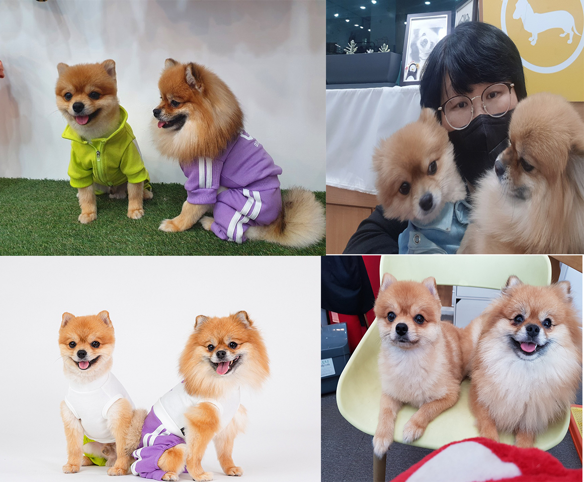 포메라니안(순자, 영자) 남매