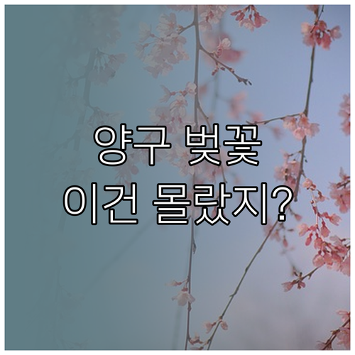 2026 양구 벚꽃 개화 일정 및 파..