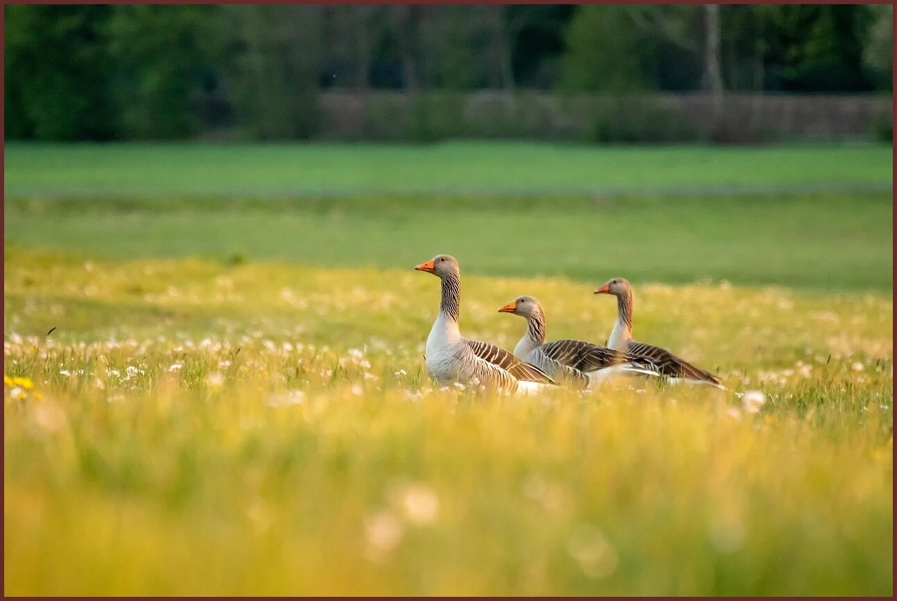 하나은행 정기예금 금리