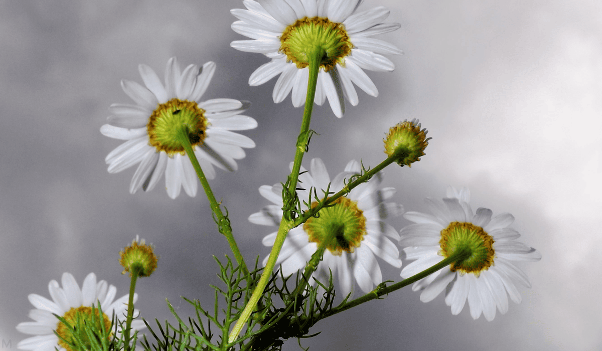 당뇨에_좋은_약초_16