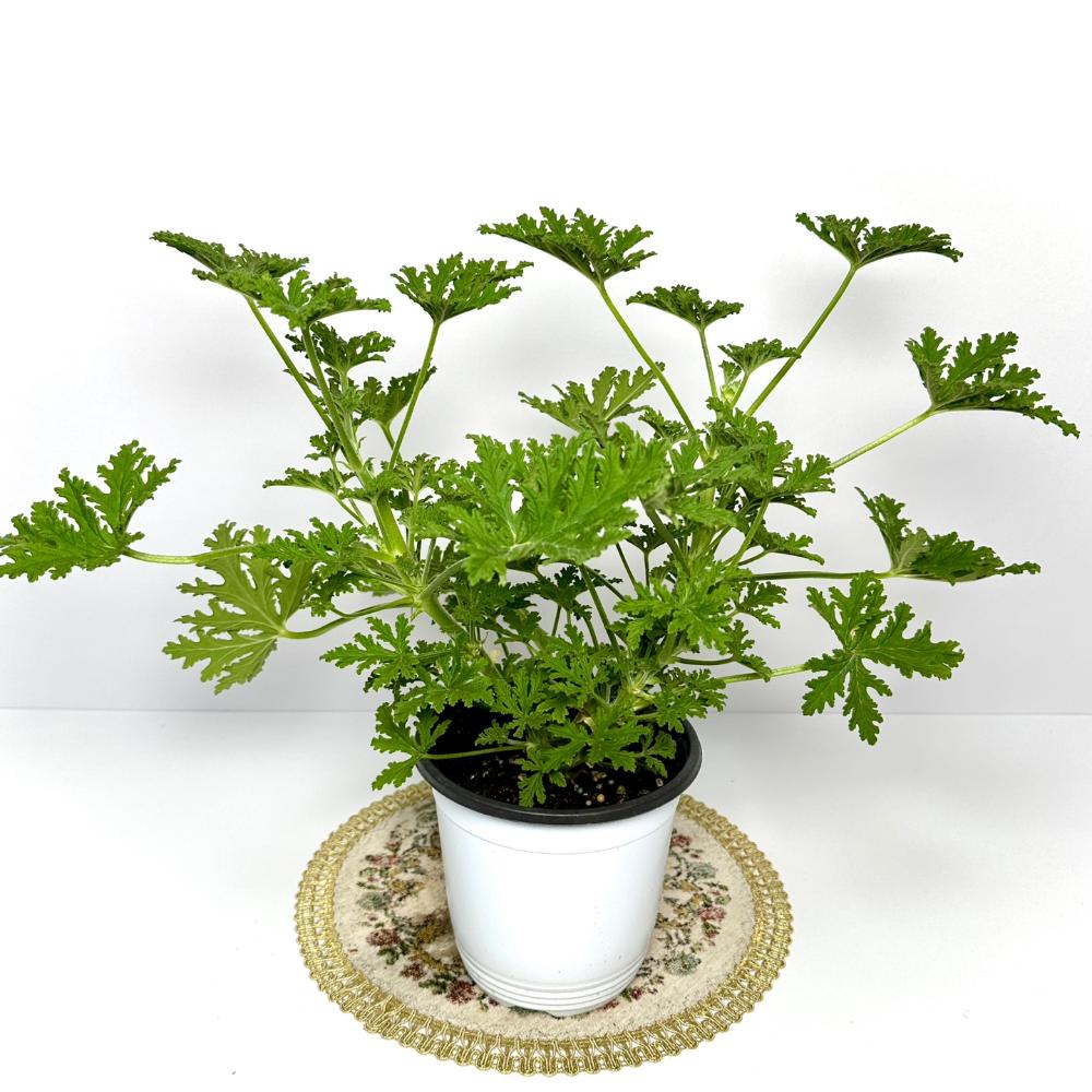 로즈 제라늄 구문초 키우기 물주기