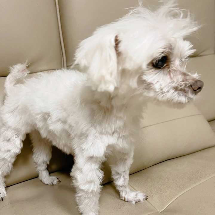 샴푸 후 털 말린 모습