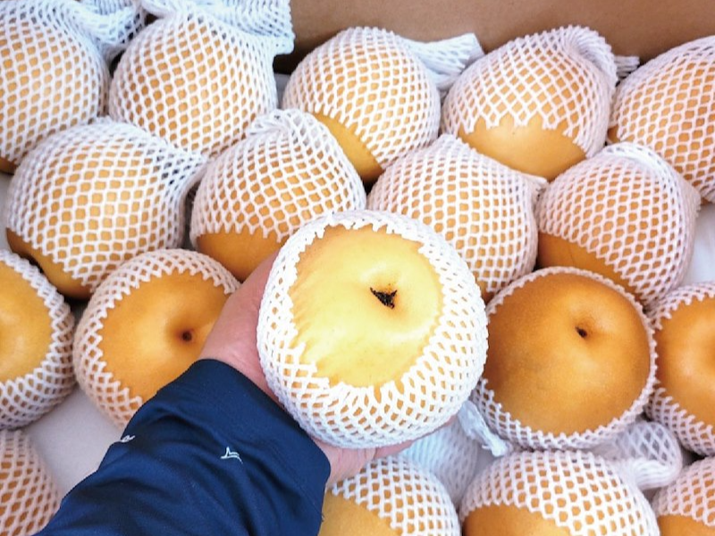 제철음식 나주 추황배&middot;원황배&middot;신고배 비교, 제대로 고르는 법