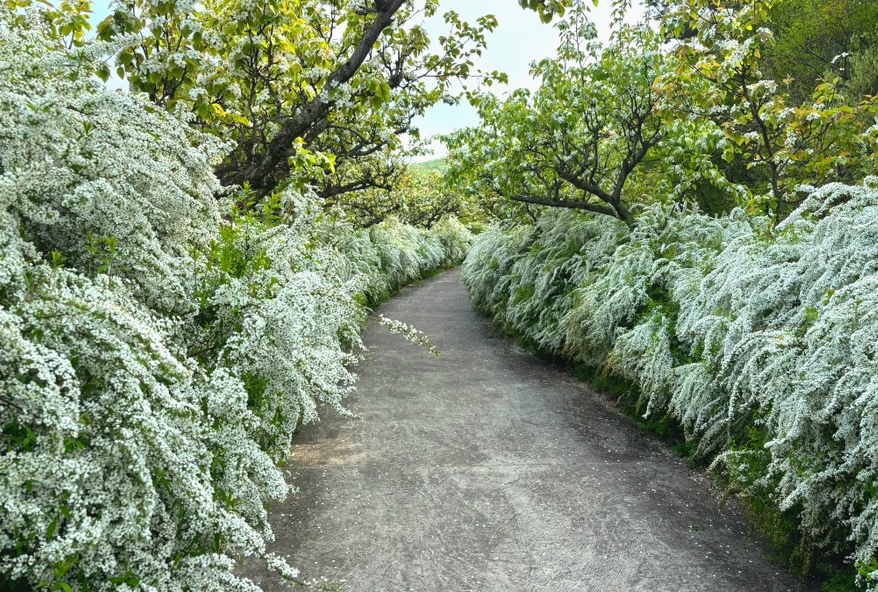 무궁화수목원 조팝나무
