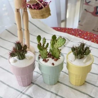 미니 선인장 키우기 물주기 통풍관리 창가배치 귀여운 관리법_8