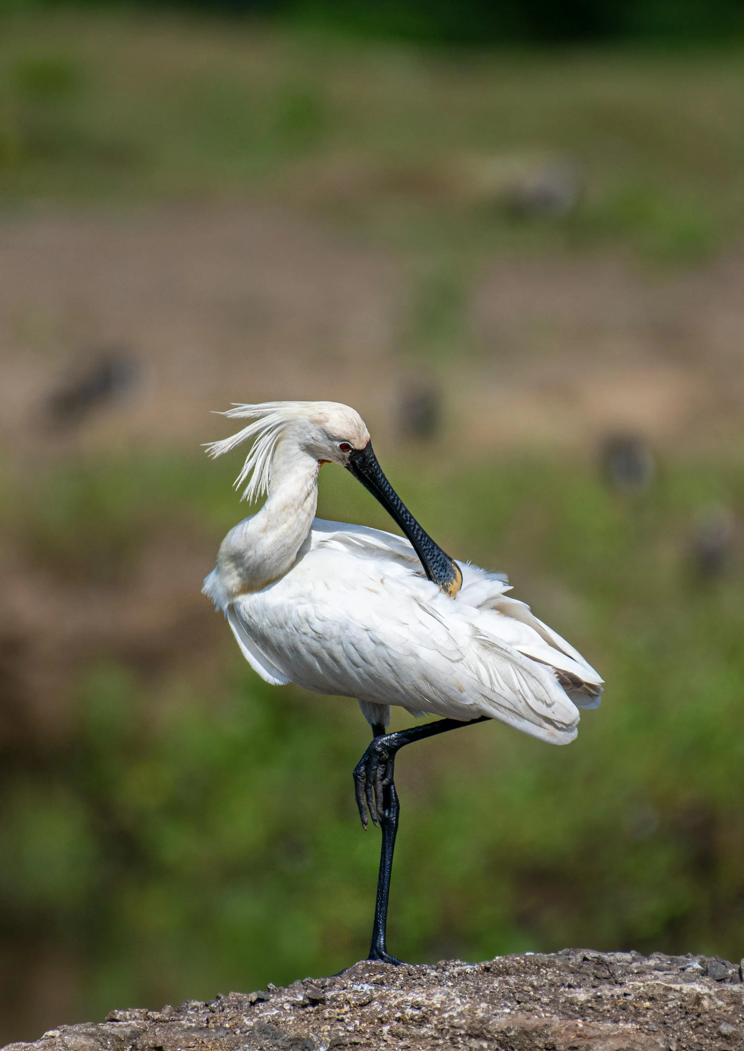 저어새 단일 개체의 모습