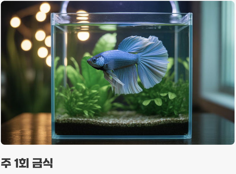 미식가 베타를 위한 식단 관리