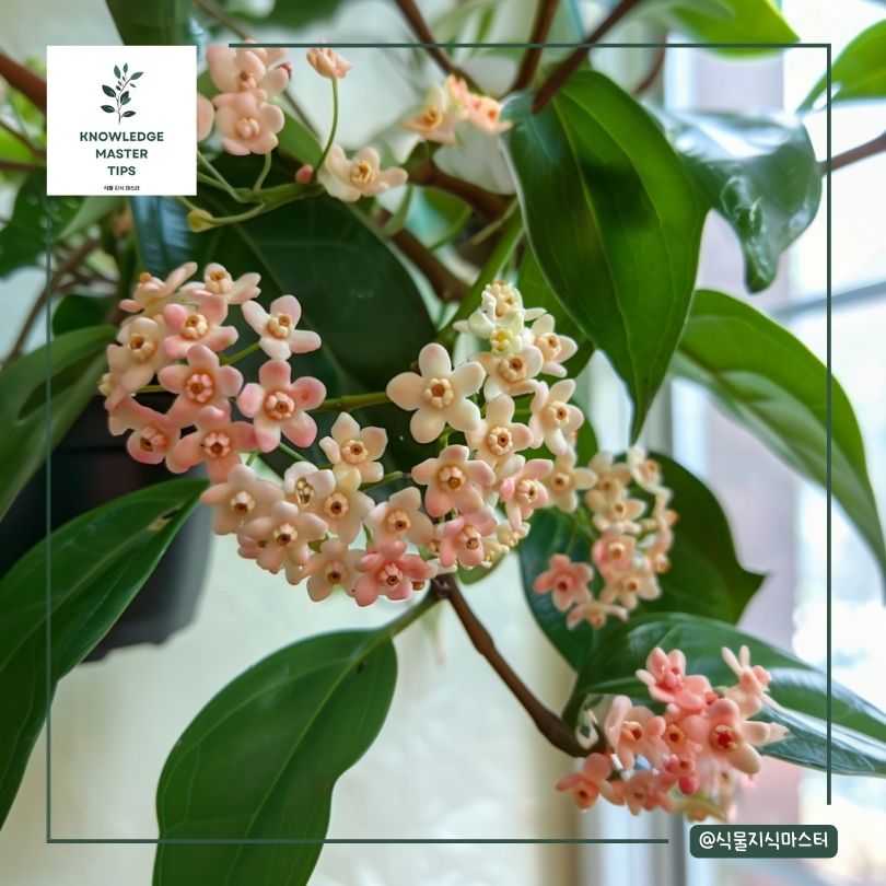 호야꽃 인테리어