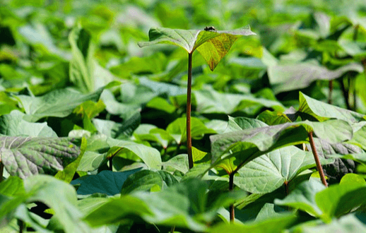 고구마밭에 초록색 고구마 잎들과 높이 자란 고구마 줄기가 가득하다.