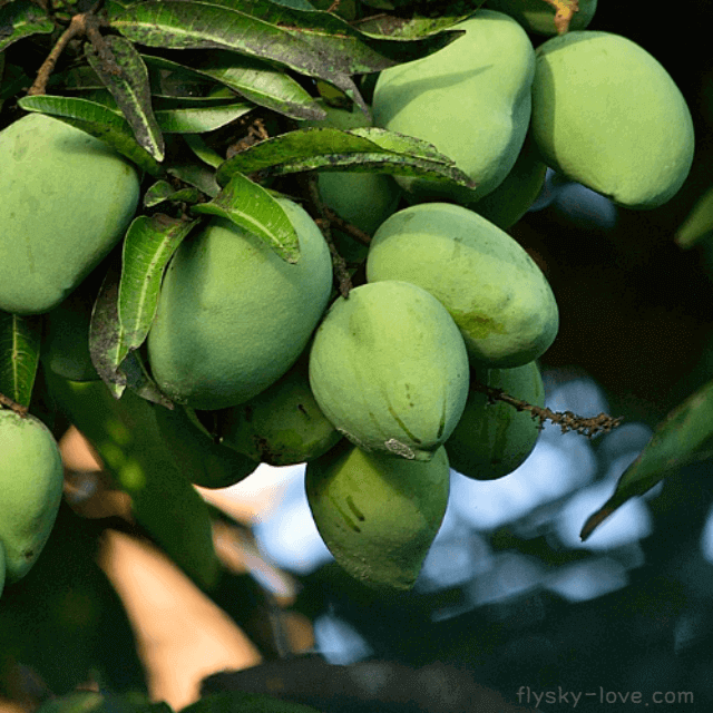 열대과일 필리핀 망고, 인디언 망고