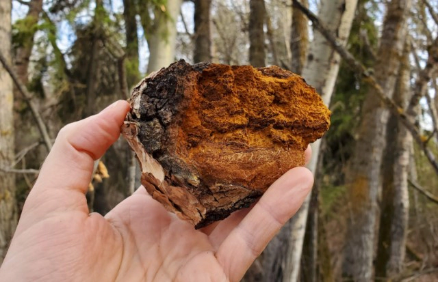 차가버섯 끓이는법