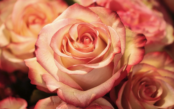 부천 장미축제의 아름다운 풍경과 실속 있는 관람 팁 1