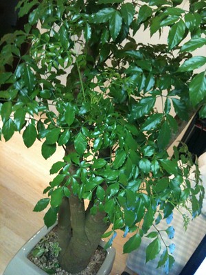 스파티필룸 (행복의 나무)