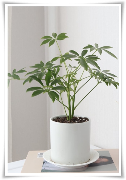 &quot;홍콩야자 키우기&quot; 실내 정원 가꾸기에 매력적인 식물!