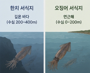 한치와 오징어 차이
