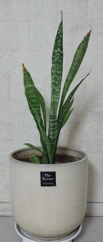 개업 축하 문구