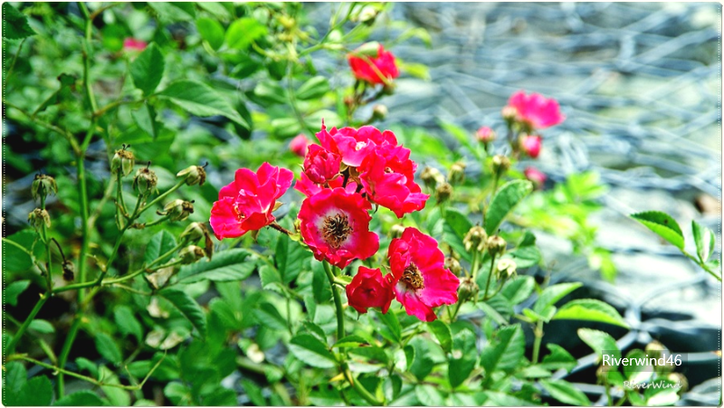 붉은 찔레꽃 Rosa multiflora