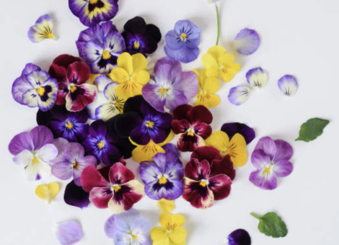 식용 꽃의 세계