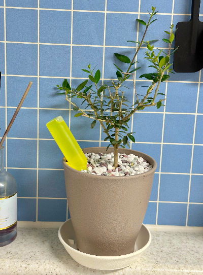 올리브 나무 분갈이