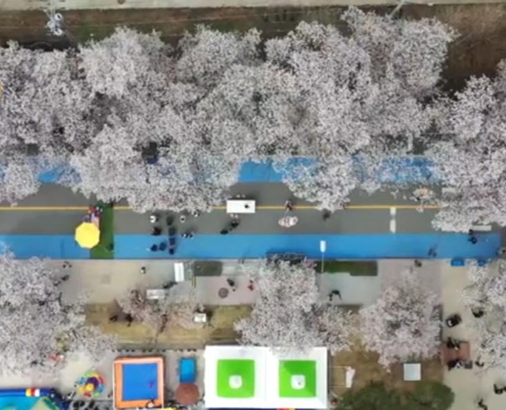 2025 안동 벚꽃축제