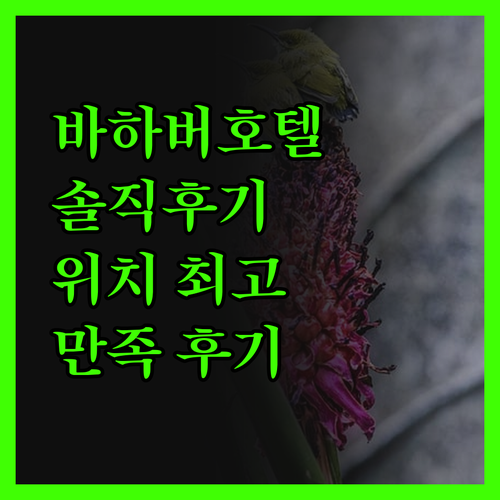 바하버 아카디아 호텔 솔직 후기! 위