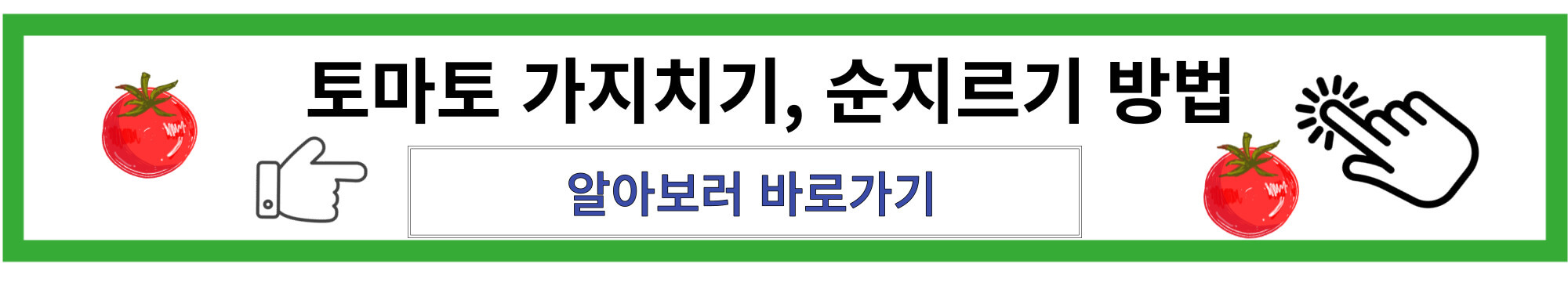 토마토 가지치기 순지르기 방법