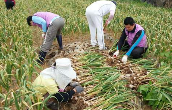 서산 6쪽마늘축제 일정 장소 가격 체험