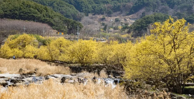 산수유축제