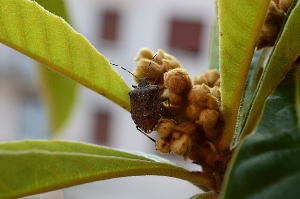 빈대 출몰 지역 확인 &amp;lt;빈대 현황판: 빈대보드&amp;gt;
