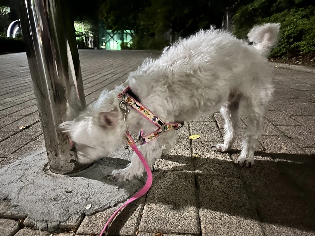 집-앞에서-버티는-딴짓하며-버티는-똘망이