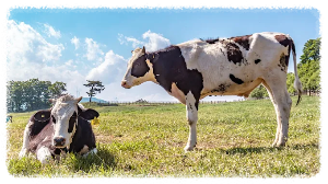 양떼목장만 있는 줄 알았다면 오산! 대관령 하늘목장