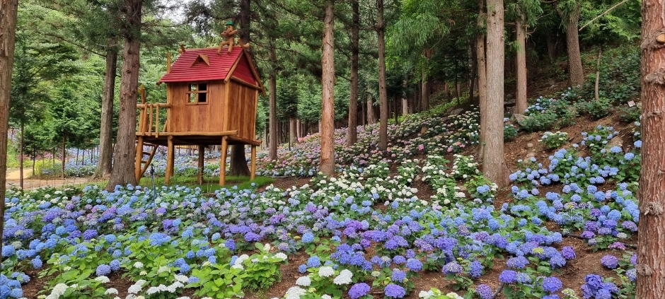 보성 숲정원 윤제림 수국