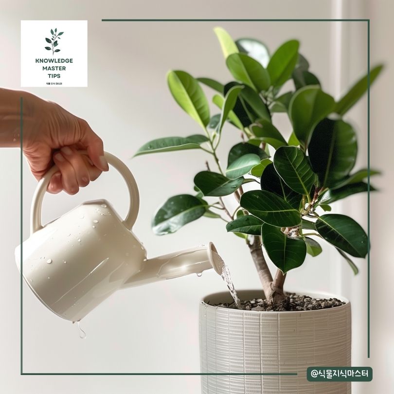 고무나무 키우기 분갈이