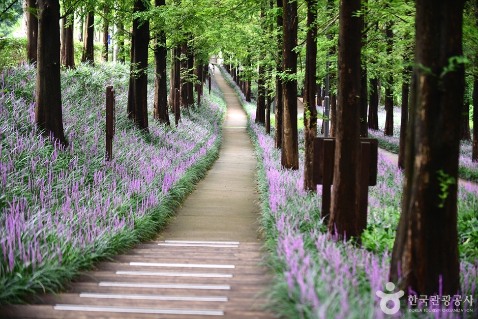 광주 맥문동숲길