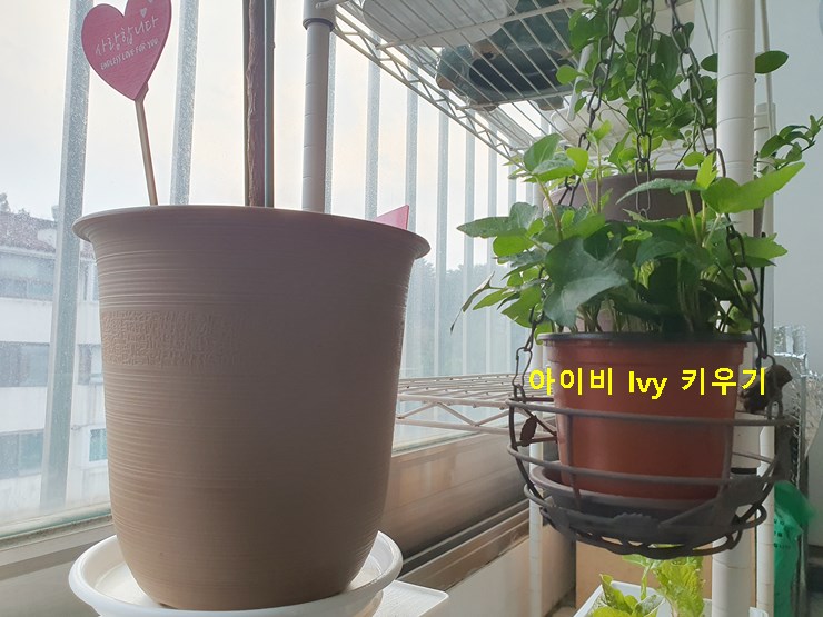 아이비 Ivy 키우기