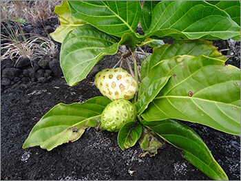 화산지역에서 자라고 있는 노니