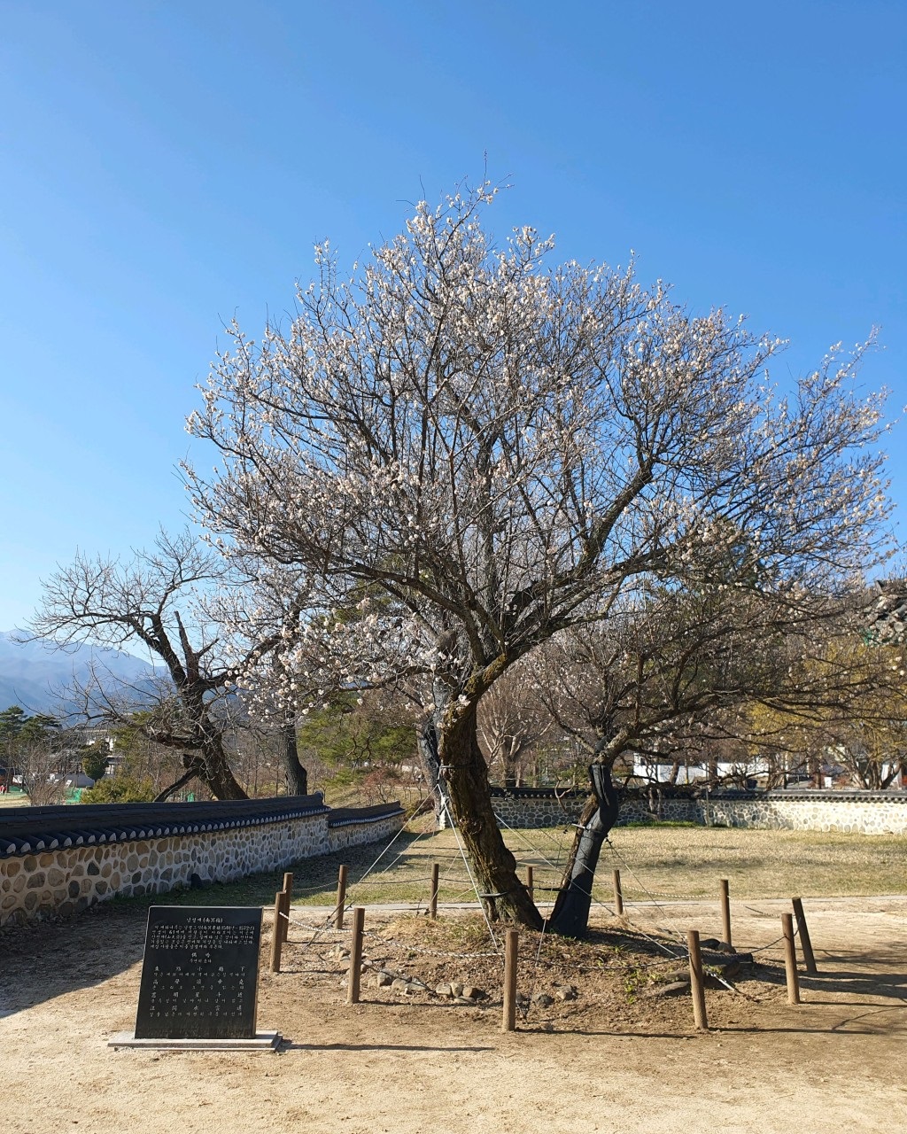경남 산청재 남명매