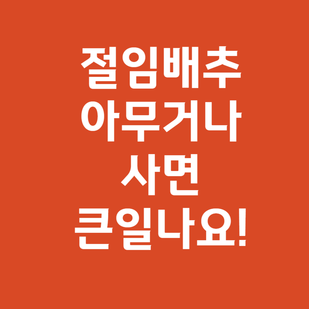 김장배추 절임배추