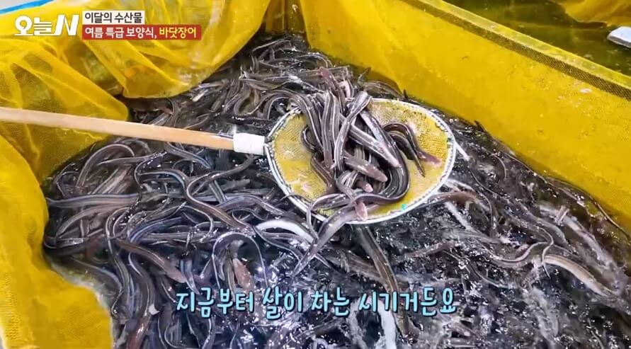 오늘N 이달의 수산물 통영 자연산 바다장어 구입방법 근해통발수협협동조합 오늘N 2502회