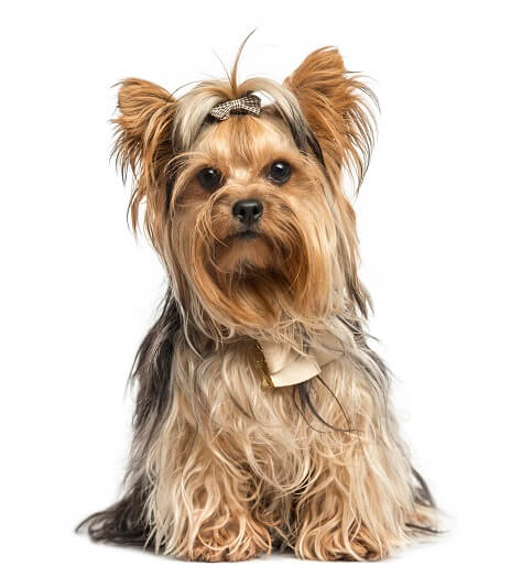 요크셔테리어 (Yorkshire Terrier)