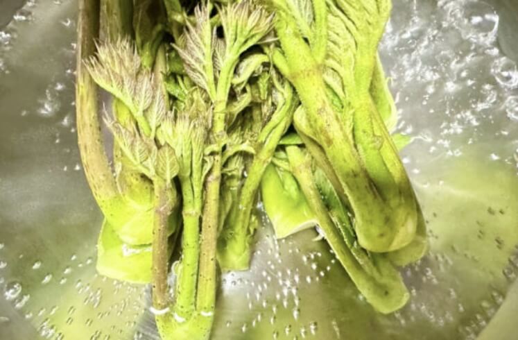 두릅 장아찌 만드는법 황금레시피