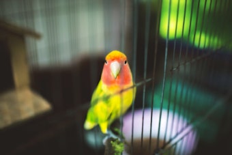 이색 조류, 미니 앵무새 '러브버드'의 반려성 알아보기